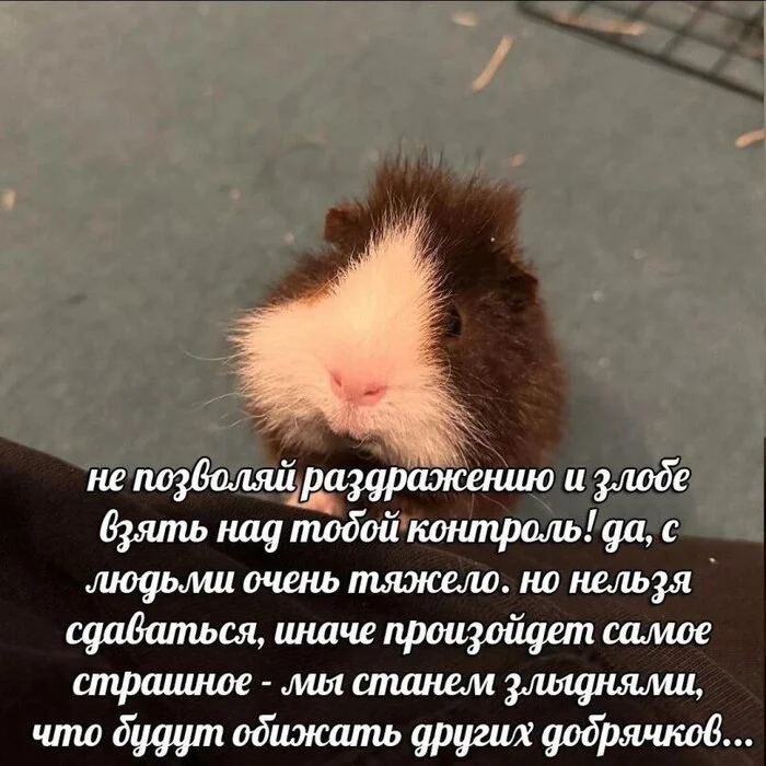 Yes, I try! - Picture with text, Memes, Wisdom, Guinea pig