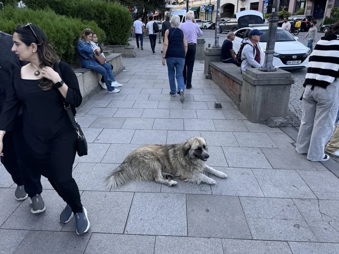 Three days in Georgia - My, Georgia, Tbilisi, Caucasus, Wine, Longpost, Dog, The photo