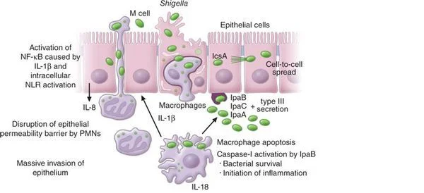 Shigellosis (dysentery) - My, Treatment, The medicine, Dysentery, Salmonellosis, Infection, Analysis, Longpost