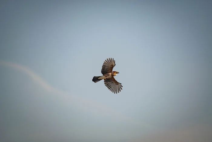 Jay in flight - My, The photo, Nikon, Photo hunting, Birds, Jay, Ornithology League, Bird watching, Steppe, The nature of Russia