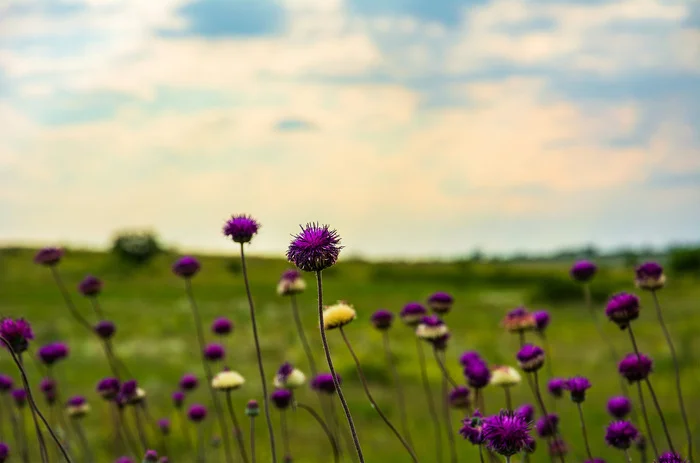 Refinement - My, The photo, Nikon, Nature, Landscape, Flowers, Purple, Beautiful view, Bloom