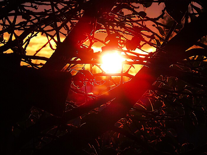 Сквозь ветви