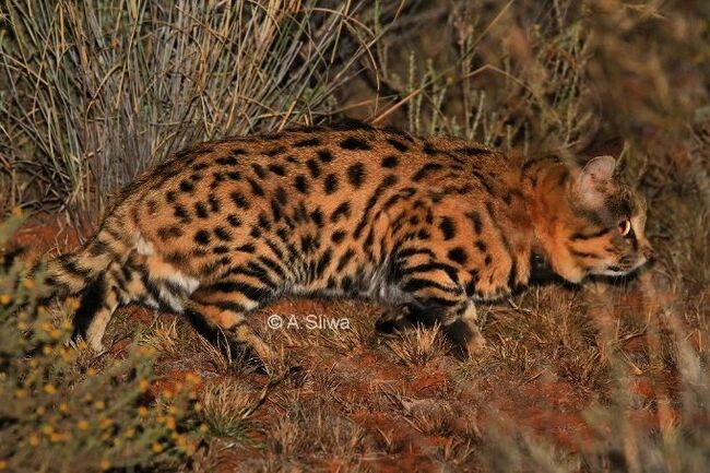 Restrained Power - Black-footed cat, Small cats, Cat family, Predatory animals, Wild animals, wildlife, Reserves and sanctuaries, South Africa, The photo, Night shooting