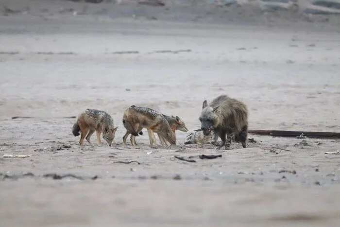 Competitors - Brown hyena, Hyena, Jackal, Canines, Predatory animals, Wild animals, wildlife, Namib Desert, South Africa, The photo