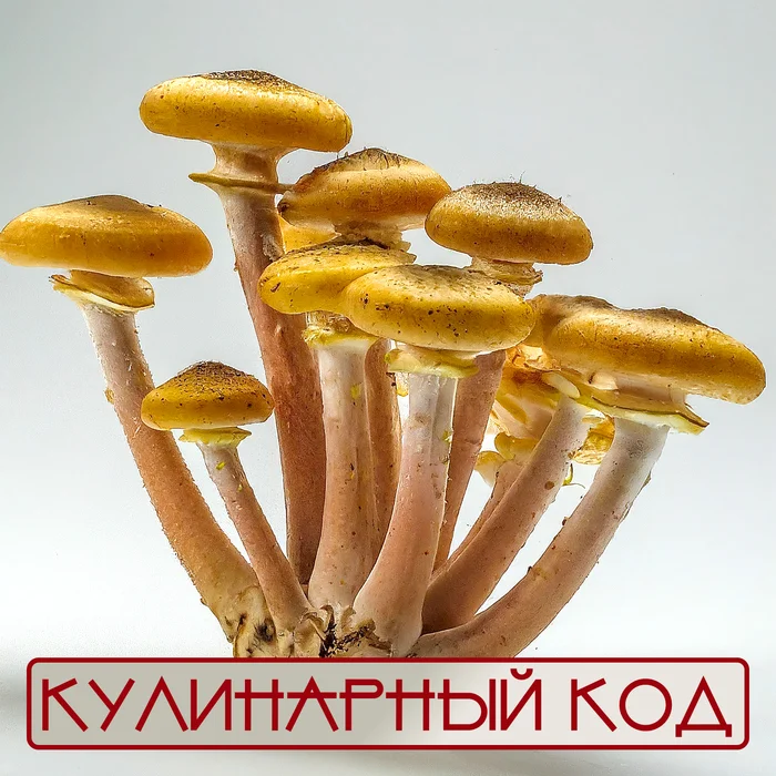 Culinary code. Mushrooms: Honey mushrooms - My, Cooking, Food, Nutrition, Products, Mushrooms, Honey mushrooms, Facts, Knowledge, Longpost