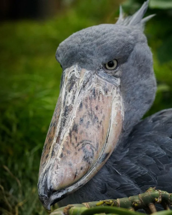 Alone, all alone! - Shoebill, Birds, The photo, Rare view, Moscow Zoo, Wild animals, Telegram (link)