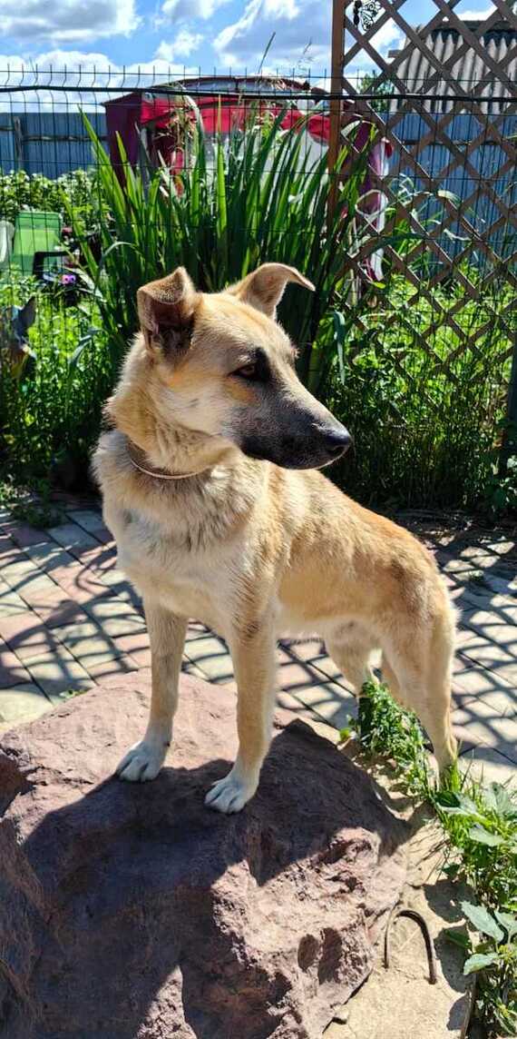 Kind and affectionate guy Pushok as a gift - In good hands, Overexposure, Shelter, Homeless animals, Volunteering, Dog, Moscow, No rating, Moscow region, Charity, Kindness, Longpost