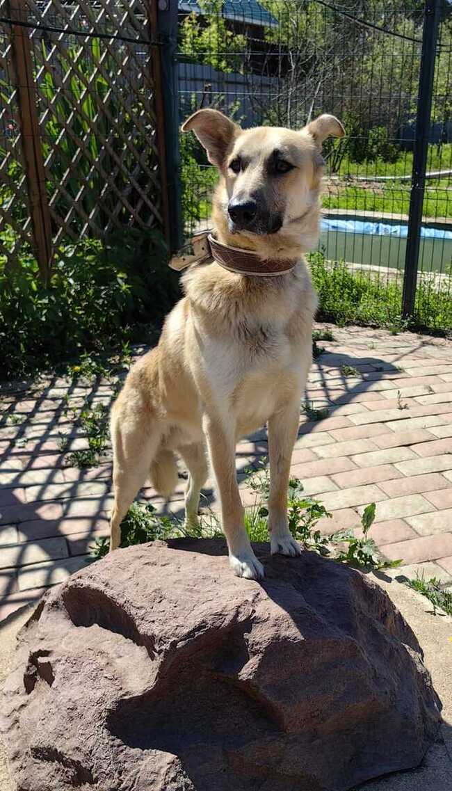 Kind and affectionate guy Pushok as a gift - In good hands, Overexposure, Shelter, Homeless animals, Volunteering, Dog, Moscow, No rating, Moscow region, Charity, Kindness, Longpost