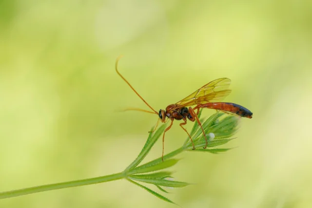 Wasps that lay eggs in live prey - My, Nature, Longpost, Wasp, Scientists, The science, Insects