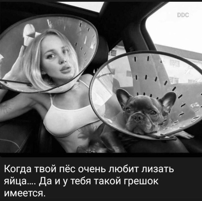 Пёс расстроен, смысл жизни потерян