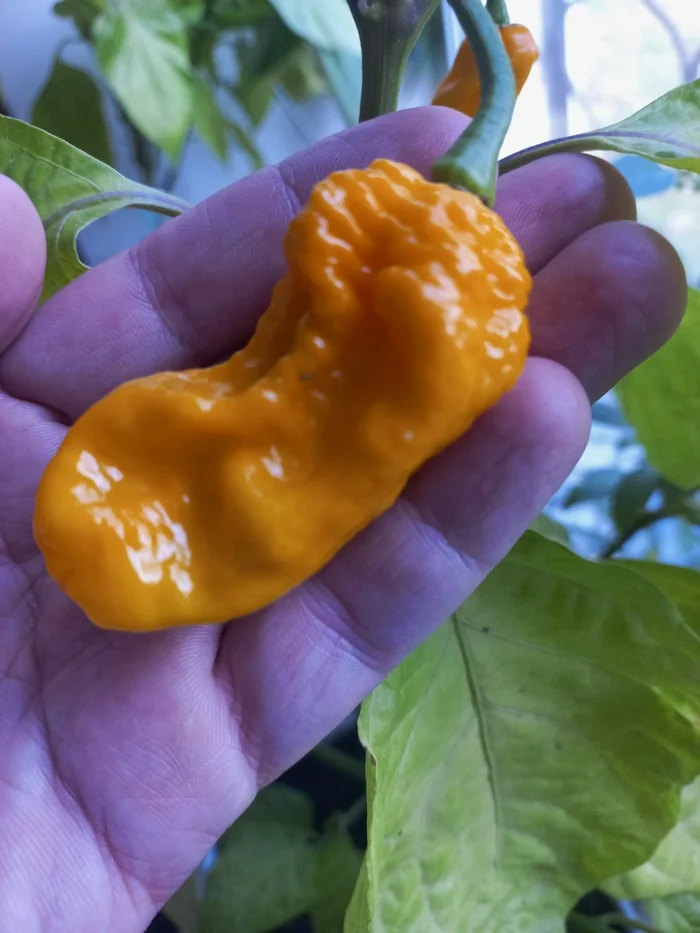 Determining the variety of pepper - My, Hot peppers, Gardening, Longpost