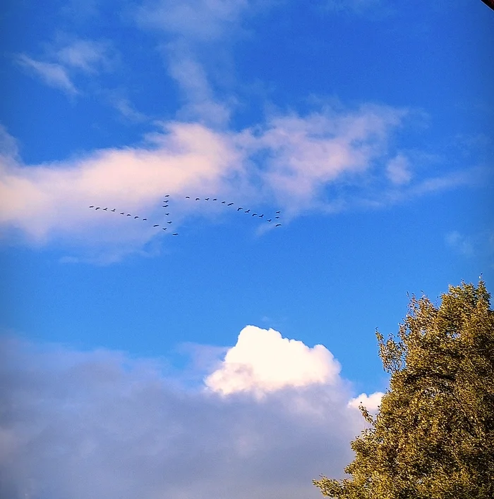 Stretched out - Sky, Morning, Mobile photography, Birds