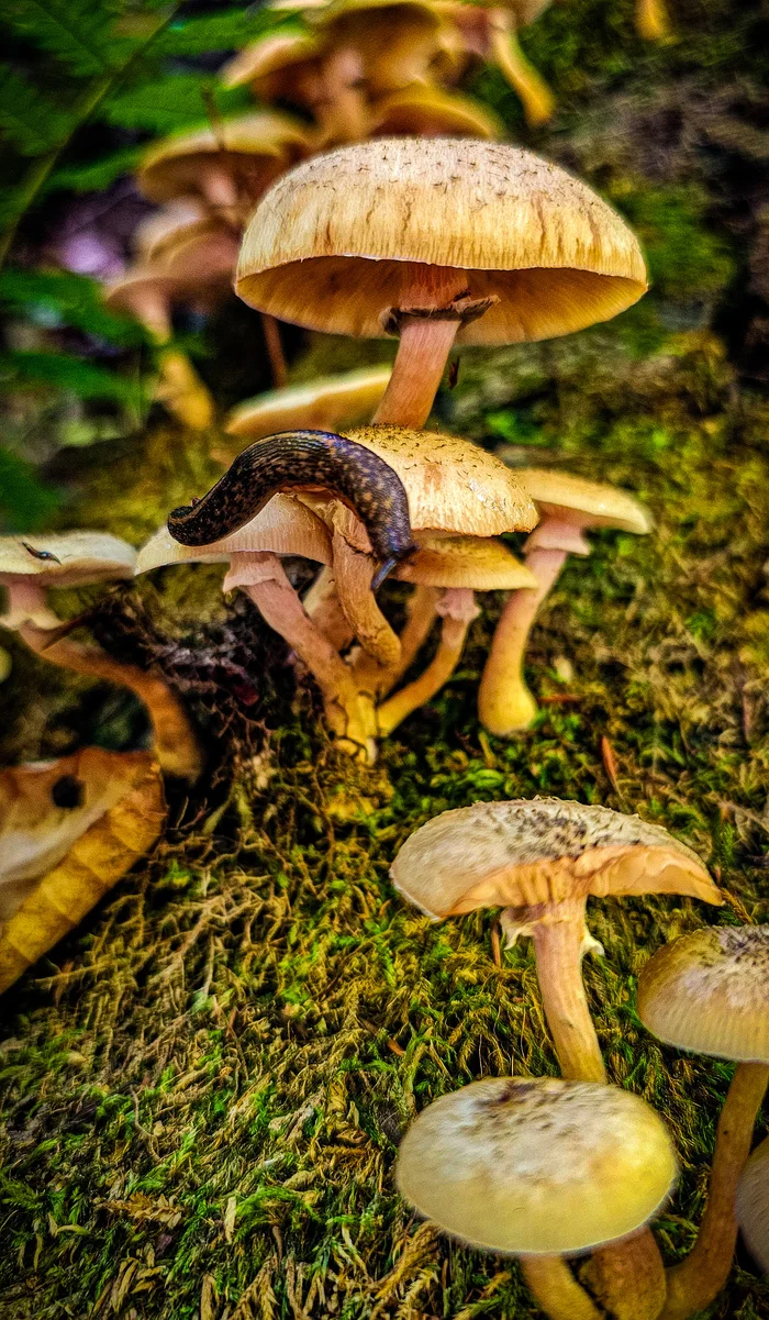 Raid for assholes - My, Mushrooms, Forest, Animals, Caucasus, Republic of Adygea, Silent hunt, Wild animals, Autumn, Mobile photography, Longpost