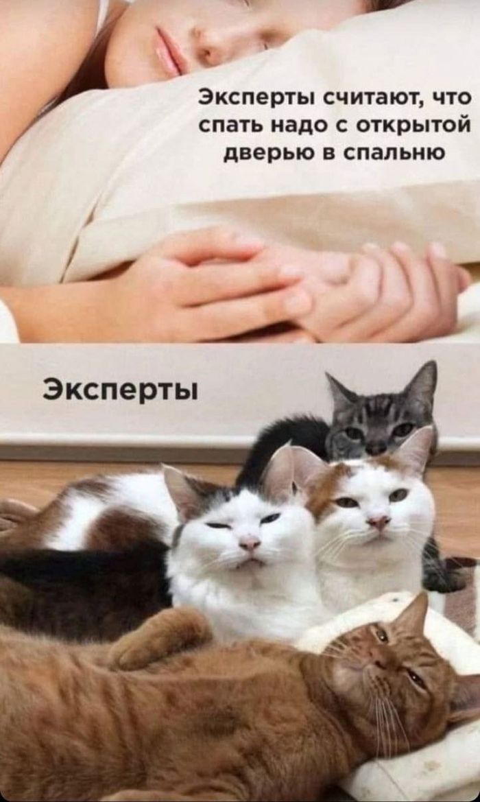   ???? , , , Telegram (),   , 