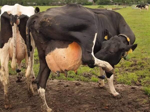 Udder: Ever wonder how weird this organ is? There's a story to tell - Udder, Cow, Animals, Yandex Zen, Yandex Zen (link), Longpost