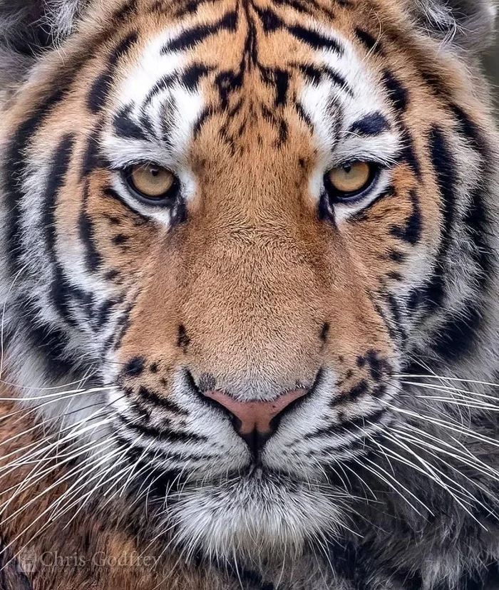 The last Sunday of September is Amur Tiger Day - Amur tiger, Tiger, Big cats, Cat family, Predatory animals, Wild animals, Zoo, The photo