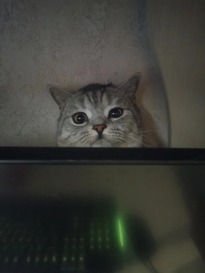 How to stop a cat from climbing behind a monitor? - Question, Ask Peekaboo, Pets, cat, Монитор, Longpost