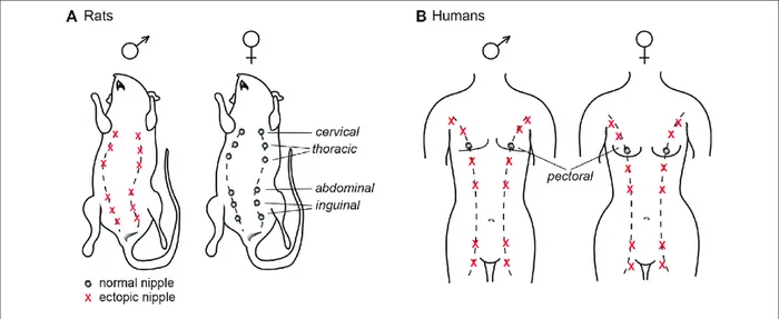 Reply to Udder: Ever wonder how weird this organ is? There's a story to tell - Udder, Cow, Animals, Yandex Zen, Yandex Zen (link), Reply to post, Longpost