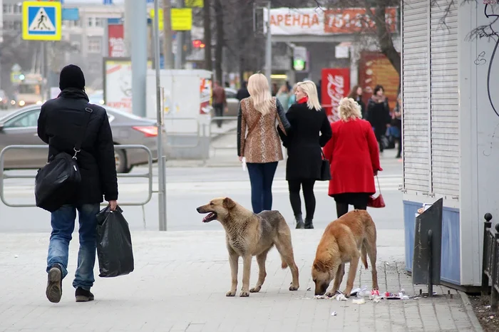 Собачий вопрос: начнут ли регионы умерщвлять бродячих животных - Бродячие собаки, Комсомольская правда, ВКонтакте (ссылка), Длиннопост