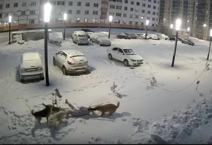 В Новом Уренгое 9-летней Даше, которую стая за капюшон таскала по снегу, мэрия выплатила рекордный миллион (у девочки множественные раны головы).Фото: Кадр видео.
