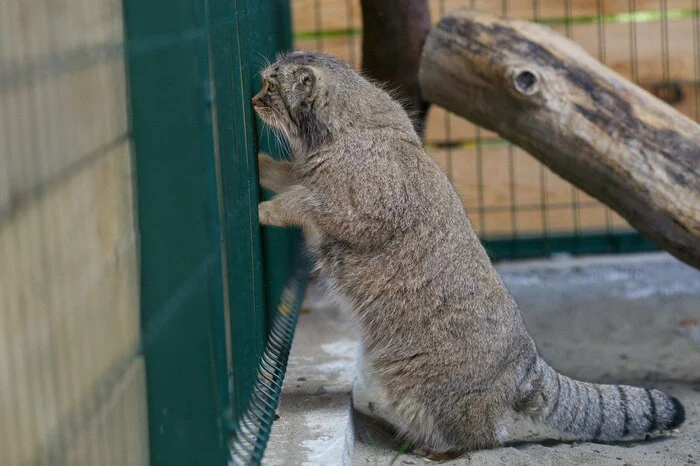 Hello everyone from Barnaul - Pallas' cat, Small cats, Cat family, Wild animals, Predatory animals, Barnaul, Zoo, The photo, Video, Telegram (link), Longpost