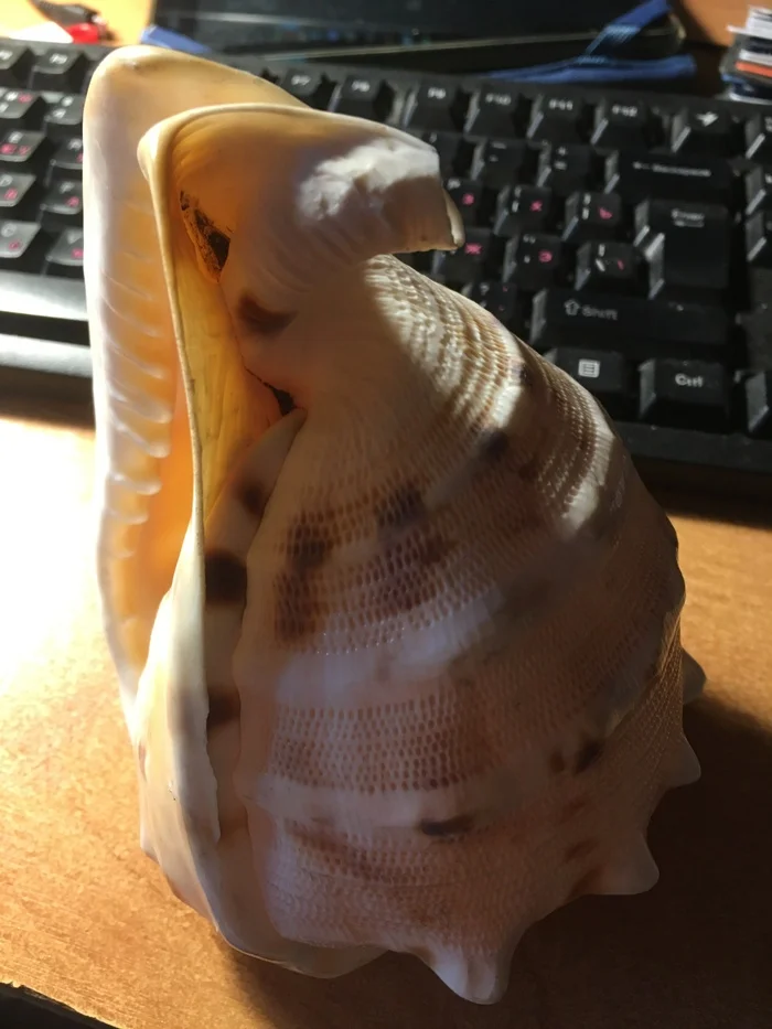 What sea is this shell from? - Sea, Seashells