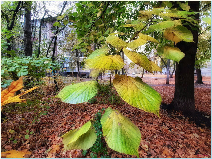 Осень...начало...