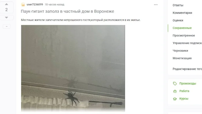 Response to the post A giant spider crawled into a private house in Voronezh - My, Survey, Spider, Voronezh, Telegram (link), Moscow, Reply to post, Longpost