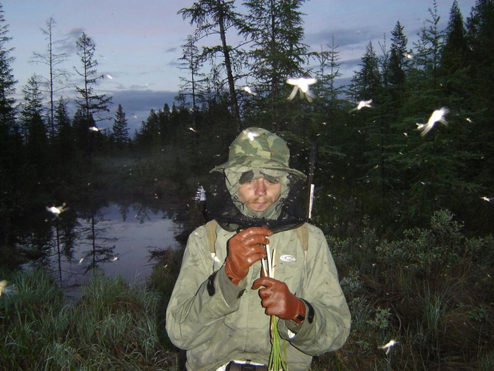 Почему в Арктике так много комаров? Три причины превращают Север в рай для кровососов Комары, Насекомые, Арктика, Животные, Дикие животные, Яндекс Дзен, Яндекс Дзен (ссылка), Длиннопост