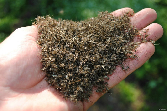 Почему в Арктике так много комаров? Три причины превращают Север в рай для кровососов Комары, Насекомые, Арктика, Животные, Дикие животные, Яндекс Дзен, Яндекс Дзен (ссылка), Длиннопост