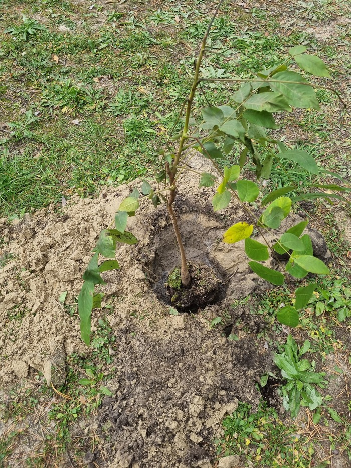 Воскресная посадка кедров, желудей и орехов Тюмень, Тюменская область, Лес, Орехи, Кедр, Желудь, Саженцы, Мероприятие, Длиннопост