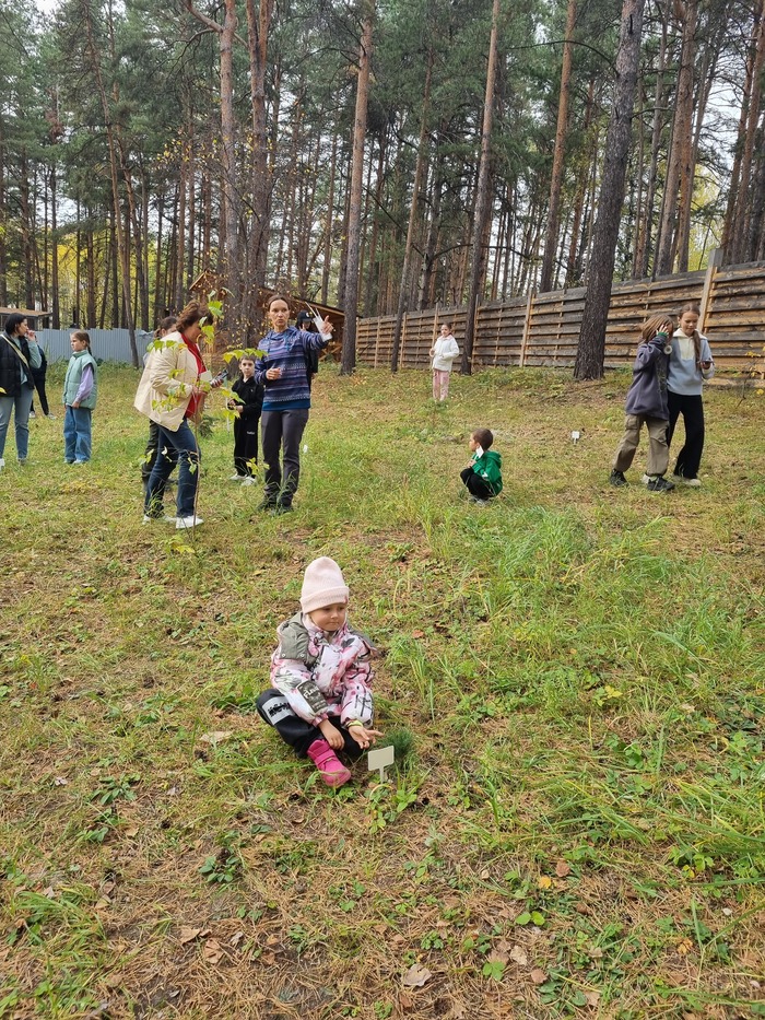 Воскресная посадка кедров, желудей и орехов Тюмень, Тюменская область, Лес, Орехи, Кедр, Желудь, Саженцы, Мероприятие, Длиннопост