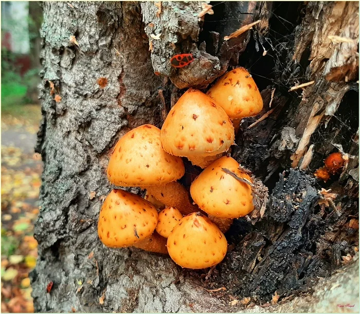 Family - My, The photo, Nature, Autumn, Mushrooms