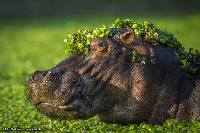 Comedy Wildlife Photography Awards 2024 Finalists - Wild animals, Birds, A fish, Insects, Mammals, Artiodactyls, Photo competition, The photo, wildlife, Longpost