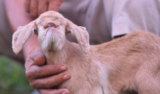 Cyclops Goat Born in India - My, Longpost, Goat, Mutant, India, Animals, Pets