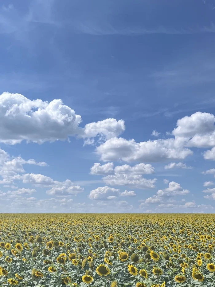 From a summer bike ride. Kursk region - My, Bike ride, Kursk region, Sunflower, Mobile photography, Landscape