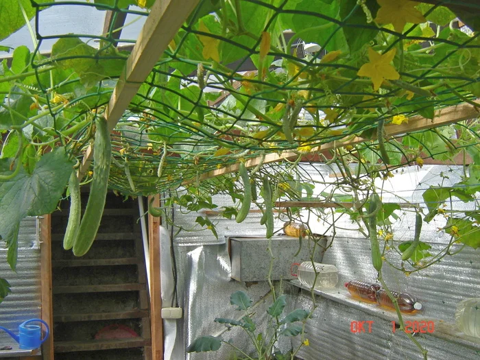 Cucumbers in October in the greenhouse in recent years - My, Краснодарский Край, Underground greenhouse, Cucumbers, Krasnodar, Longpost