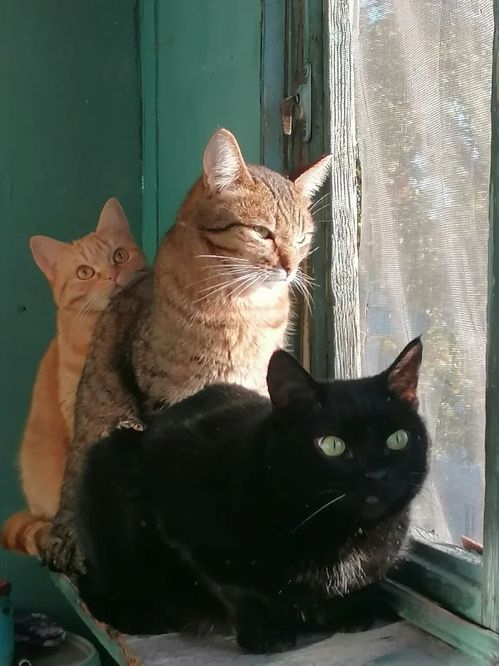 On the window - My, cat, Pets, Redheads, Black cat, Fat cats, Striped, Pet the cat, Cat lovers