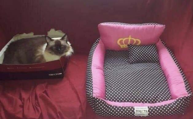 What do I care about your luxurious bed? A box is better anyway - cat, Box, Lounger, Luxury