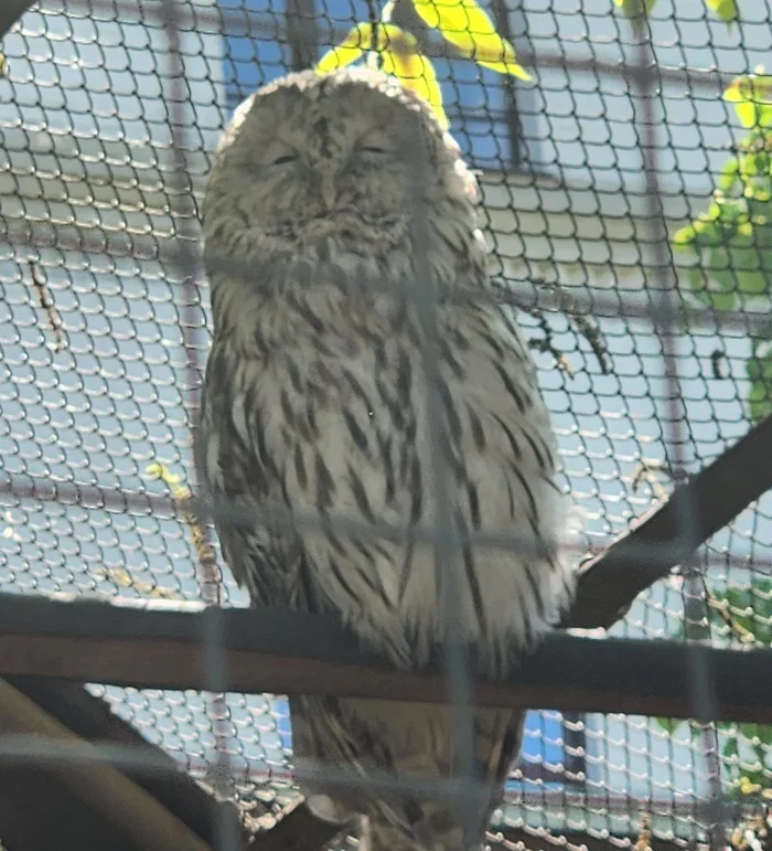 When the lights suddenly turned on - My, Owl, Zoo, Moscow Zoo, The photo