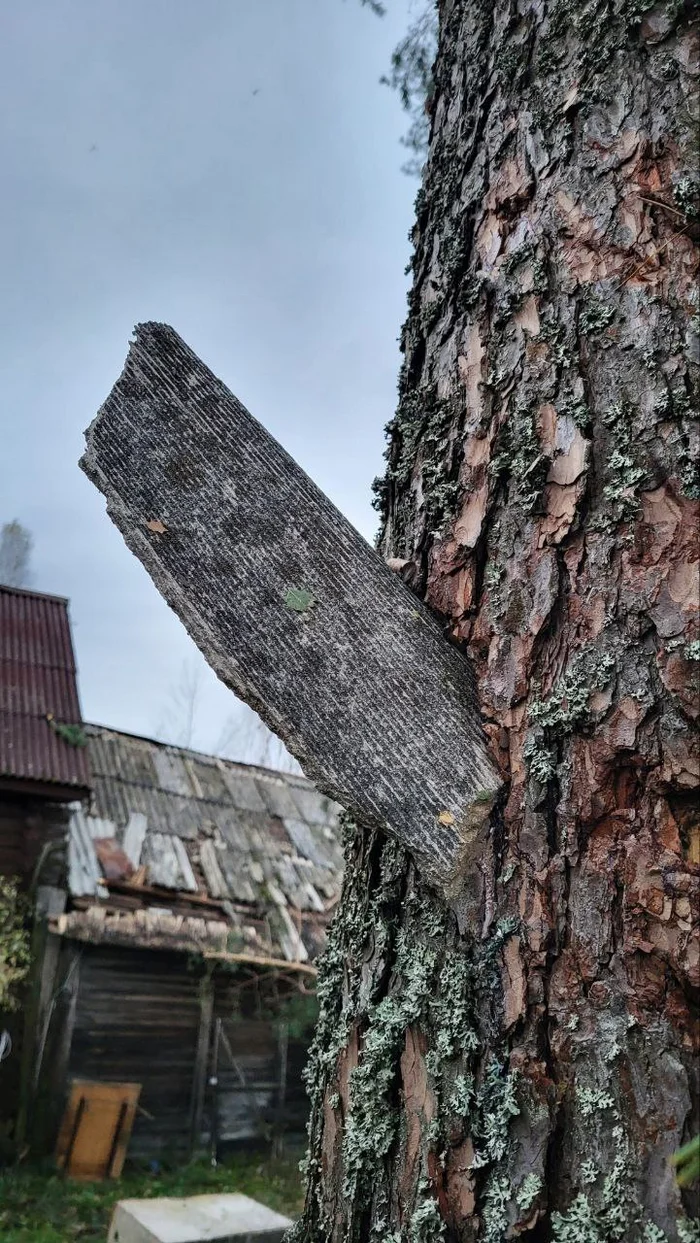 A piece of slate was stuck in a tree during the passage of a tornado - Tornado, Hurricane, Tornado, Moscow region, Tree, Slate, The photo, Disaster, Wind, Klin District, Telegram (link), Longpost