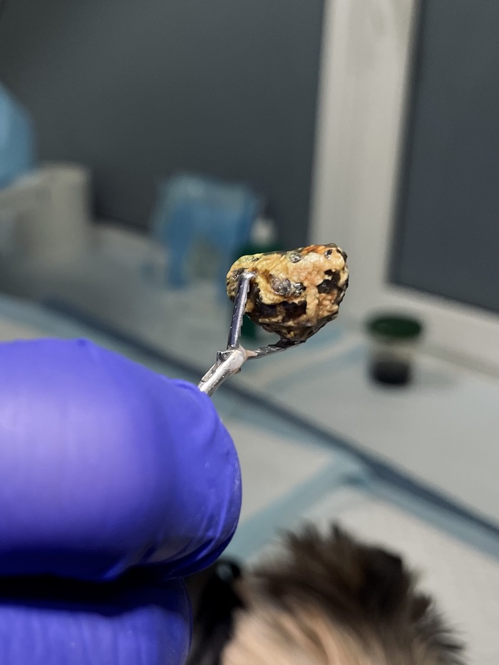 Камушек из йоркширского терьера - скала 💪🏻