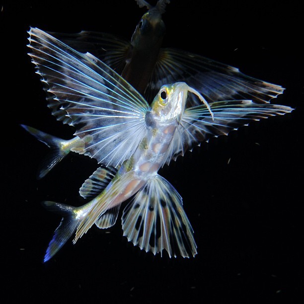 Flying fish - Flying Fish, A fish, Marine life, Wild animals, wildlife, Atlantic Ocean, The photo