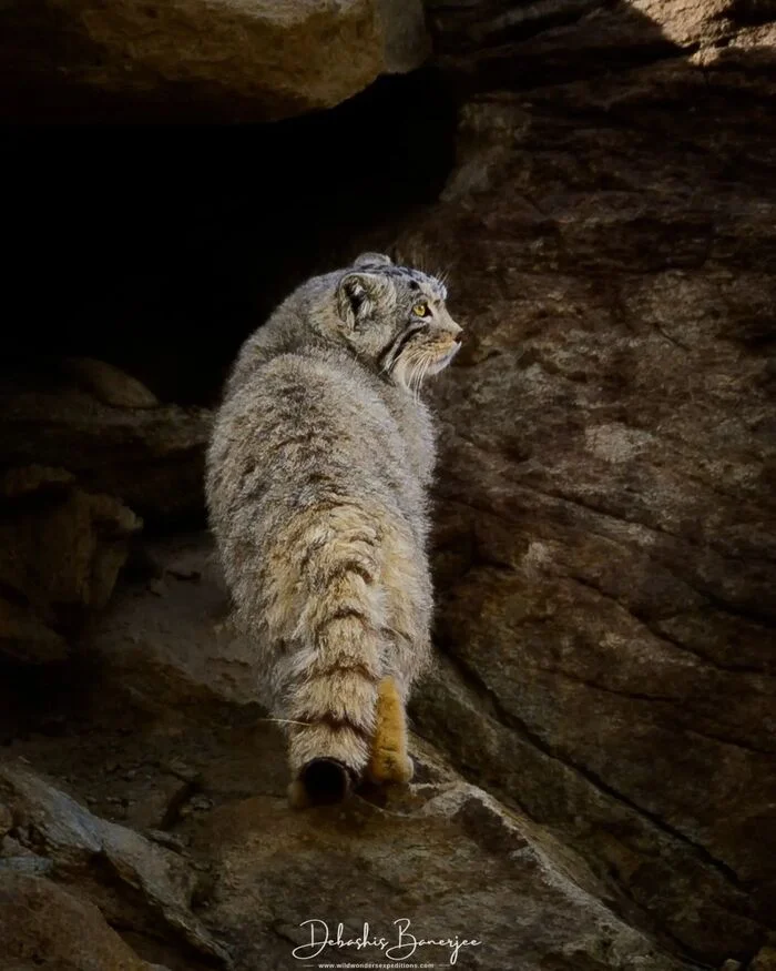 Gray with yellowness - Pallas' cat, Small cats, Cat family, Predatory animals, Wild animals, wildlife, Ladakh, India, The photo