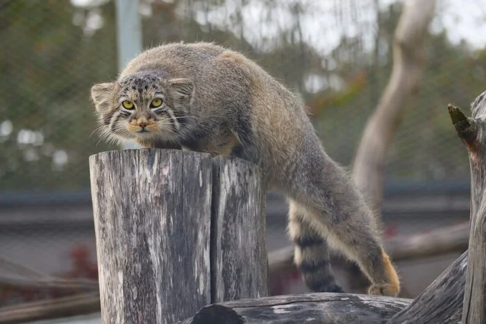 Anjumanya - Predatory animals, Wild animals, Cat family, Pallas' cat, Zoo, Small cats, The photo