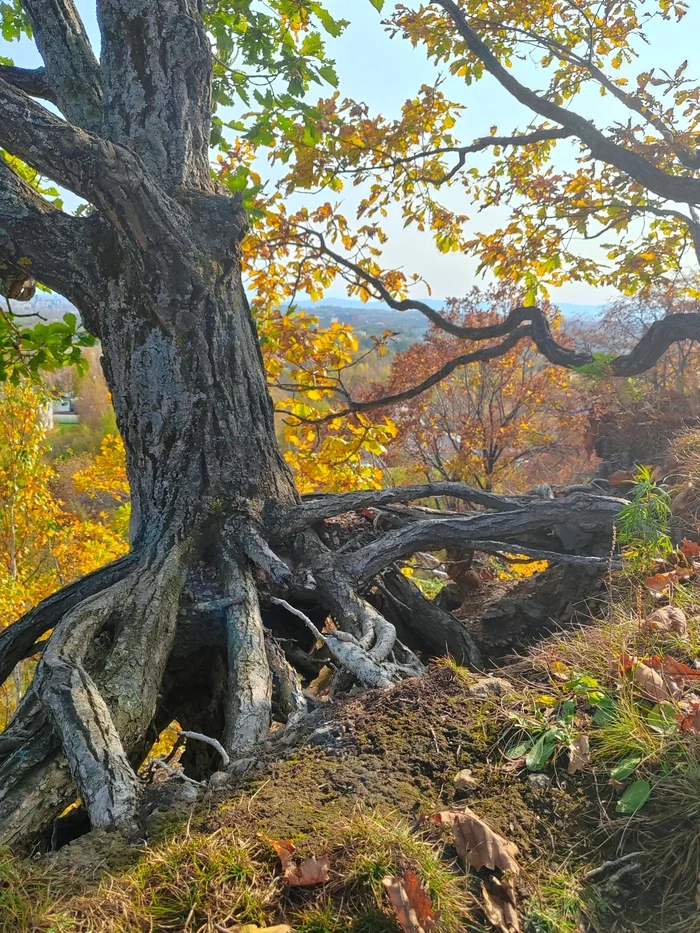 Заползает на гору - Моё, Хабаровск, Фотография, Пейзаж, Природа, Дальний Восток, Лес, Красивый вид, Осень, Корни, Мобильная фотография, Дерево