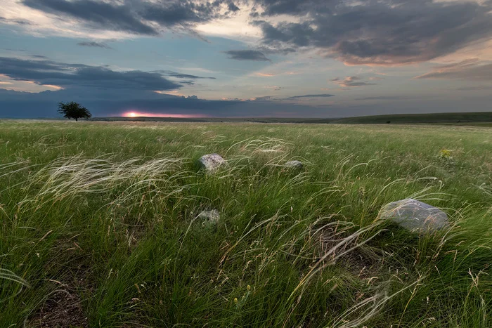 Steppe pictures - My, Feather grass, Steppe, Rostov region, Landscape