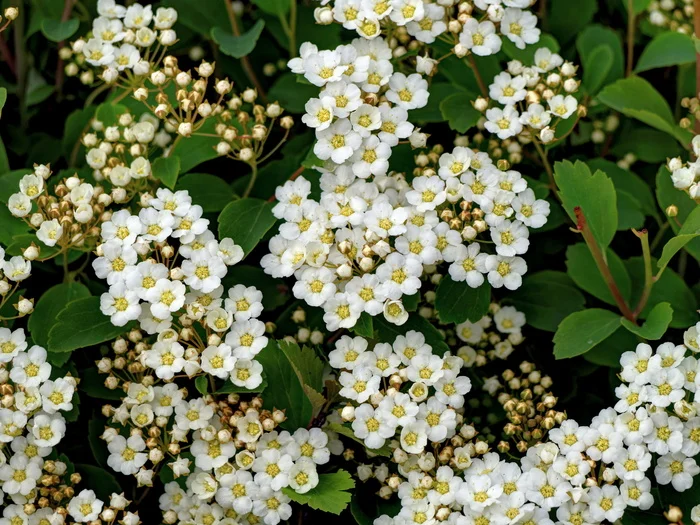 Spirea - My, The photo, 2015, May, Plants, Spirea