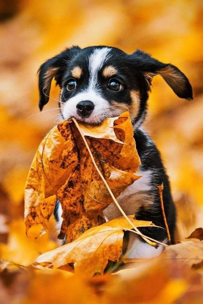 Autumn is in full swing, but what do you do in the fall? - Leaves, Autumn, Dog, Autumn leaves, Walk, The photo