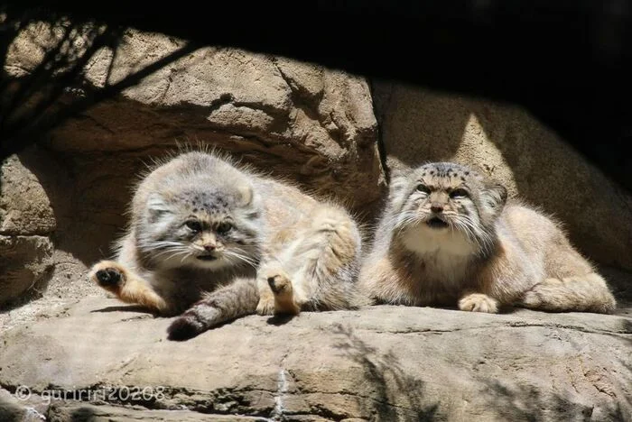 Catching the last rays of the warm sun - Predatory animals, Wild animals, Cat family, Pallas' cat, Zoo, Small cats, The photo, Longpost